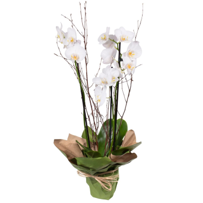 Orchid Plant - A long lasting elegant Orchid plant is a very lovely gift to give and receive. (Colour may vary) Orchid Plant - A long lasting elegant Orchid plant is a very lovely gift to give and receive. (Colour may vary)